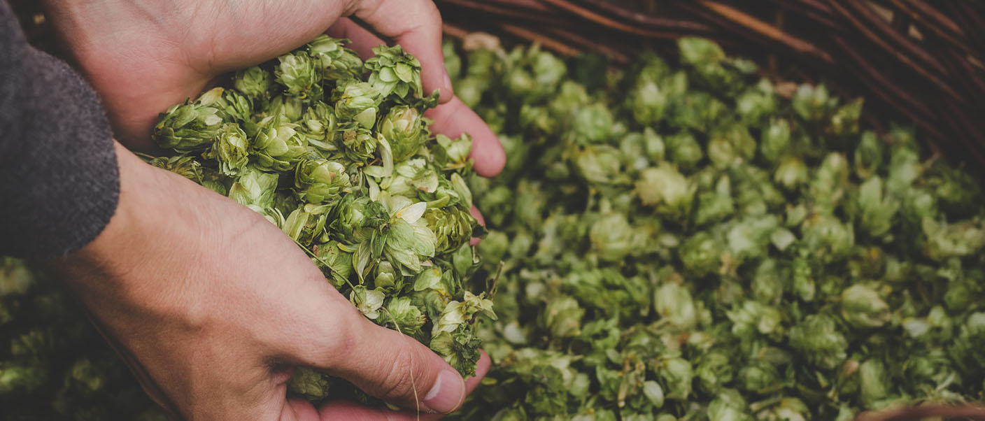 Interactions between yeast and hops